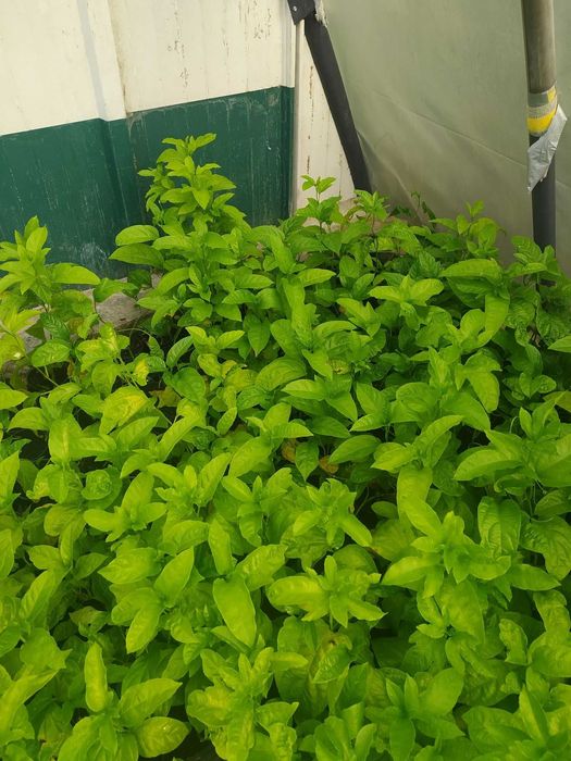 Planta de maracujá em vaso