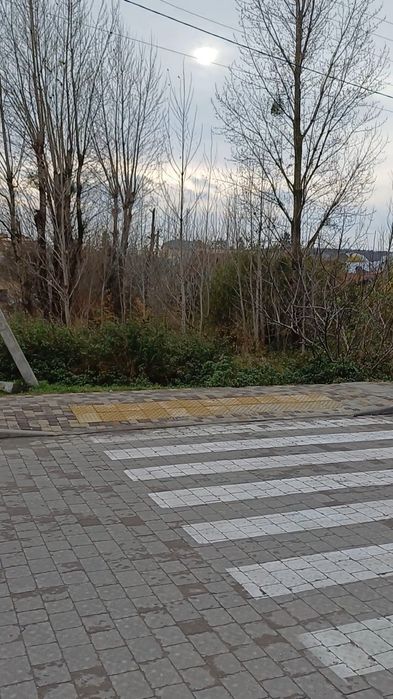 Безкоштовно віддамо дерева на дрова