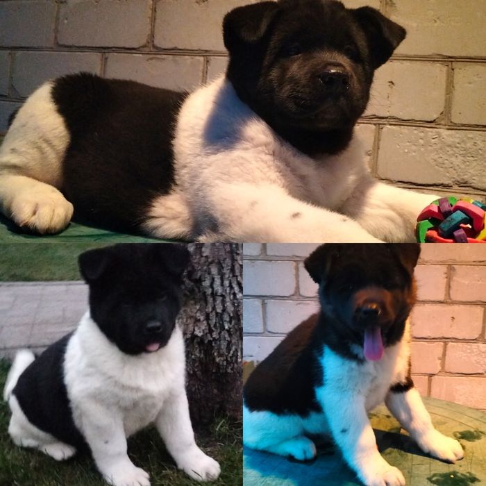 Американські Акіти