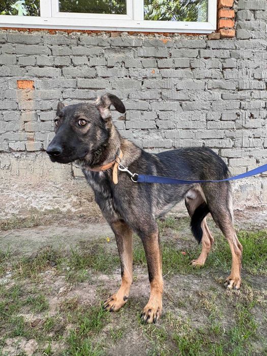 молодий песик в добрі руки ,ніжний ,вірний середнього розміру
