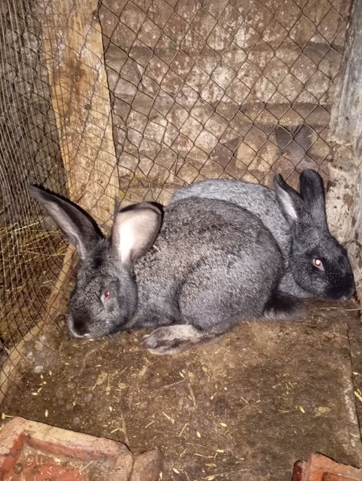 Продам молодих кроликів и  м'ясо кролів