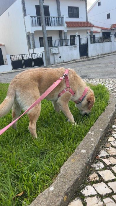 Pet sitting- Alverca do Ribatejo