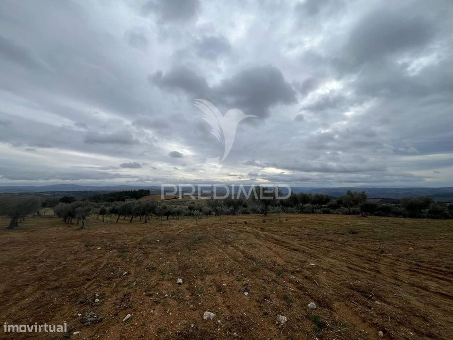 Terreno em Morais com olival e terreno para cultivo