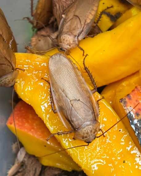 Karaczany karaczan Rhyparobia maderae "gold" mix wielkości