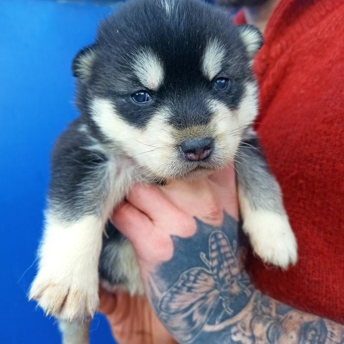 Малюки хаскі у продажу