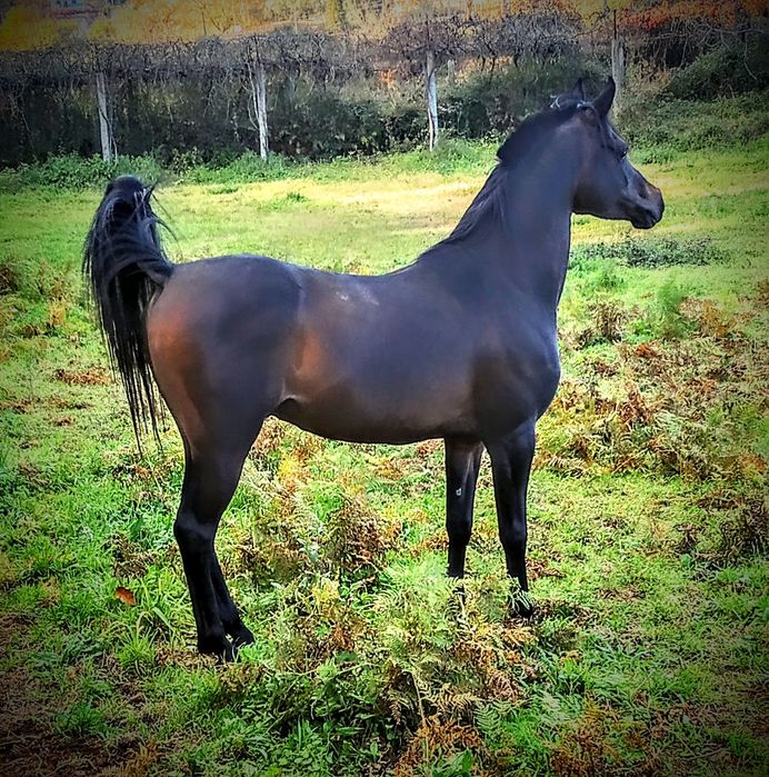 Cobrições Puro Sangue Arabe