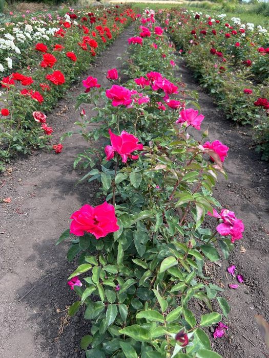 Саджанці троянд / саженцы роз. 100 грн