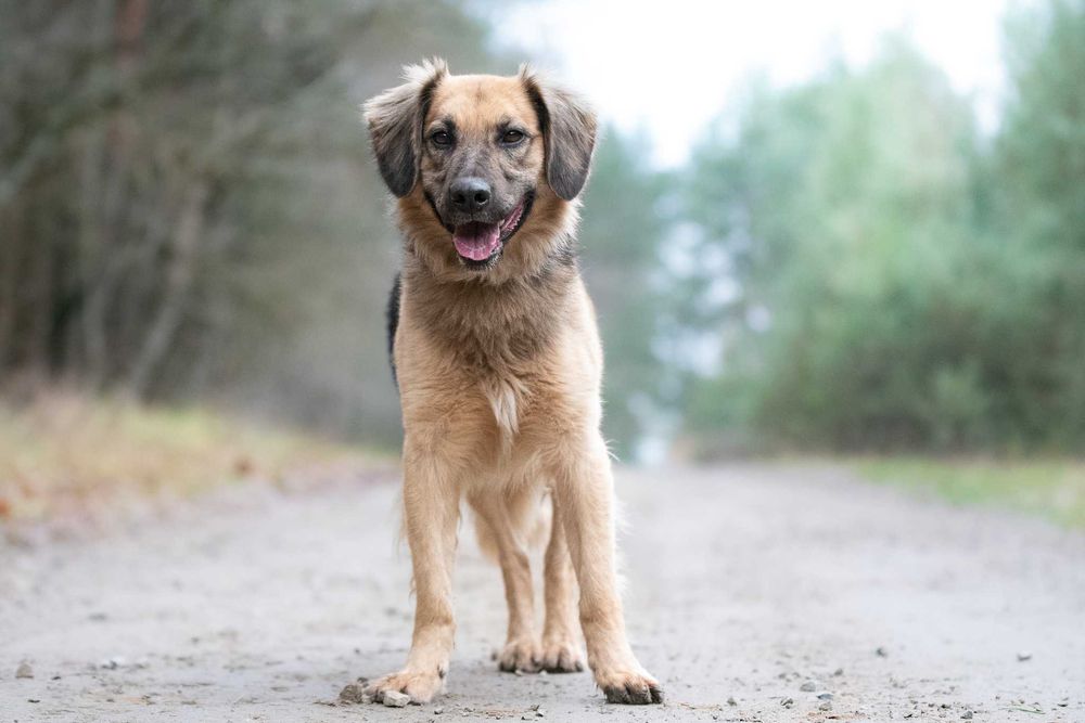 CHITON - młody i energiczny przystojniaczek