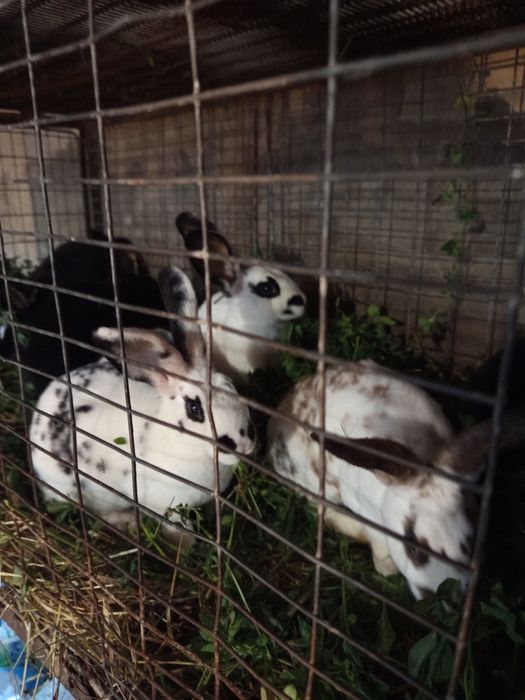 Продам кролів породи Рекс.