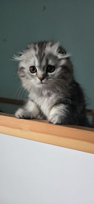 Gata Scottish Fold