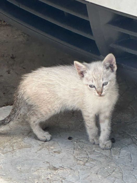 Adoção de Gatos Bebes