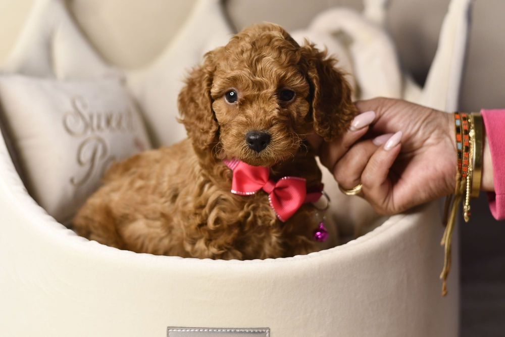 Cavapoo F1 RED wyjątkowa dziewczynka ZAREZERWOWANA
