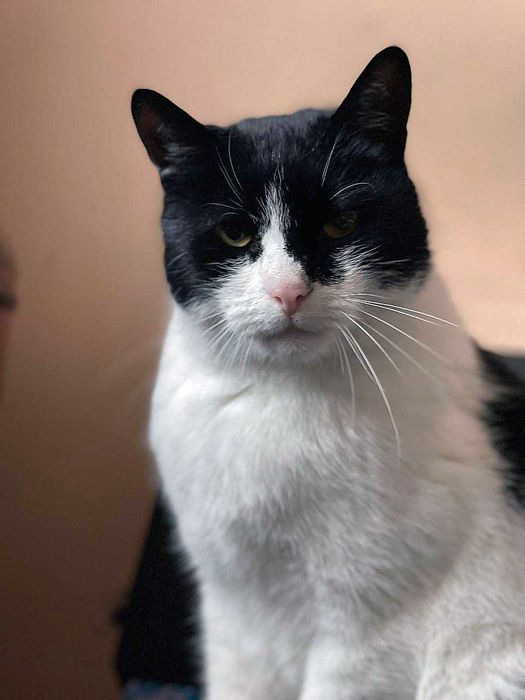 Нашелся кот  " Batman "
