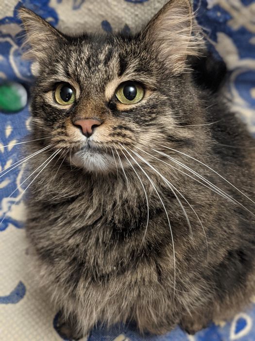 Очень пушистая сибирская кошечка, 2,5 года, СТЕРИЛИЗОВАНА!