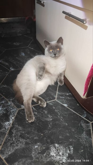 Зник кіт, порода британець прямовухий