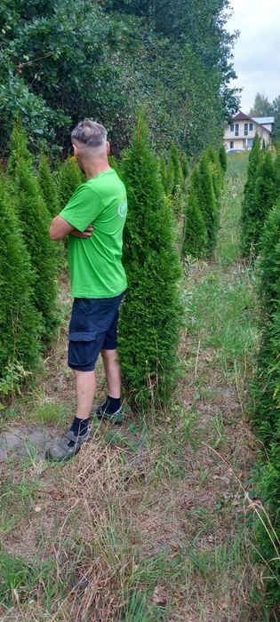 Thuja Szmaragd 120-140