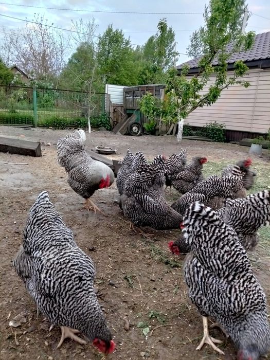 Інкубаційне яйце курей породи Амрокс