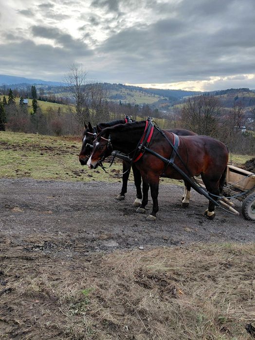 Wałachy śląskie 4 i 5 lat