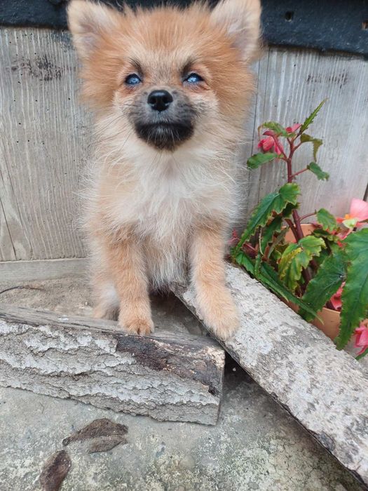 Риженька дівчатка  -померанський  шпіц.