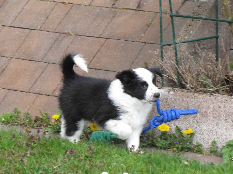 Szczeniak Border Collie