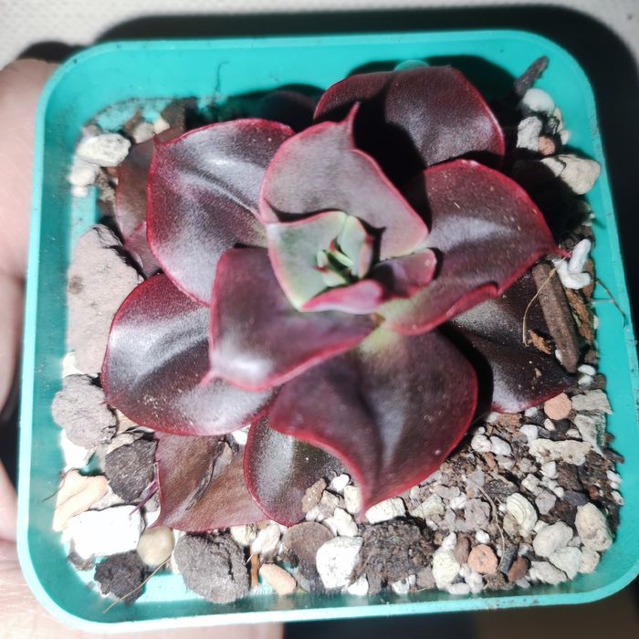 Продаж crassula різні