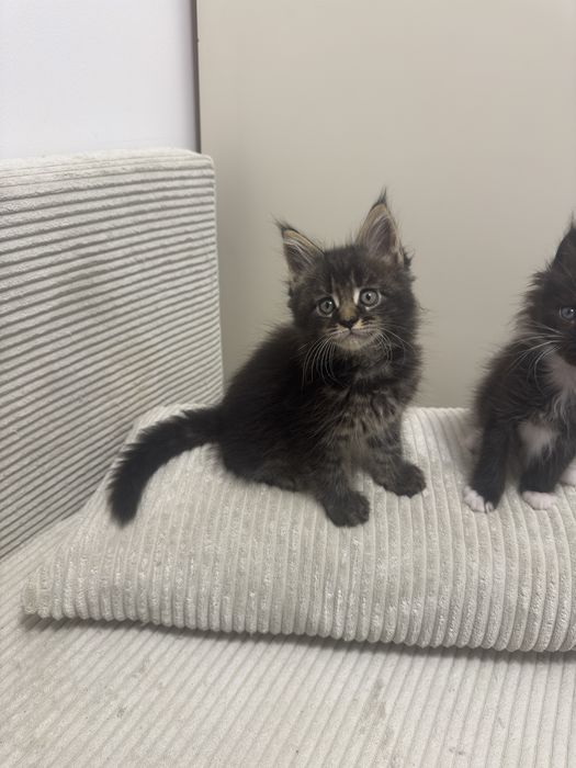Kotka Maine Coon Caro