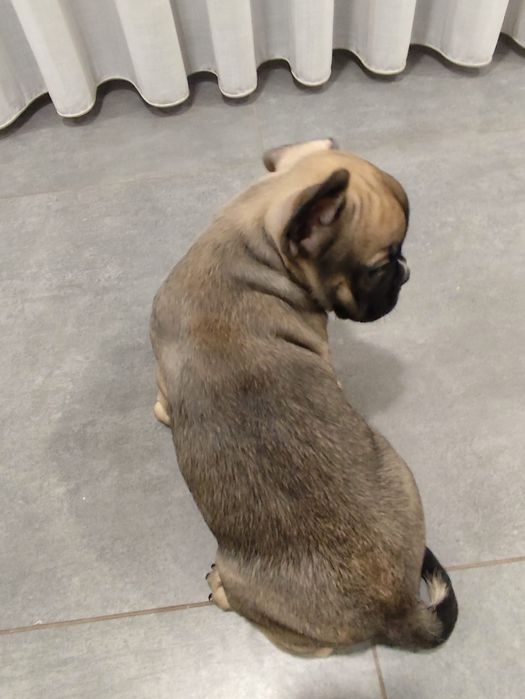 Bulldog francês fêmea