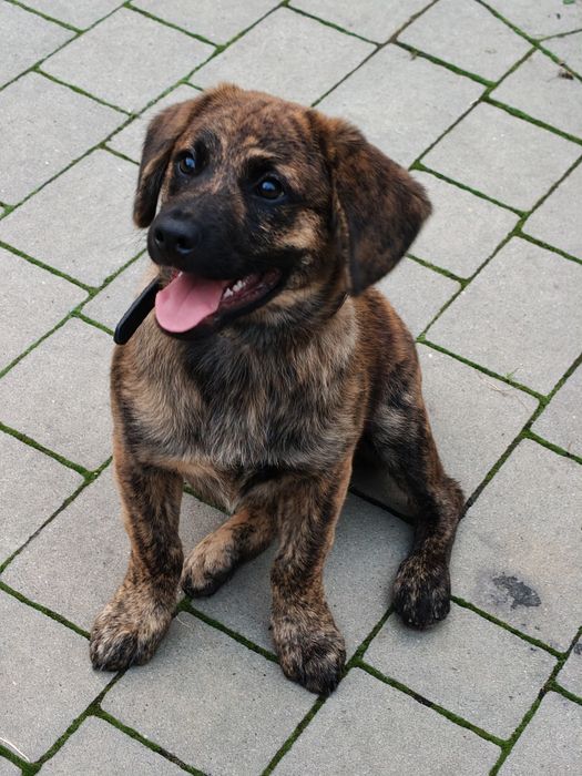 Szczeniaczek Negro do adopcji