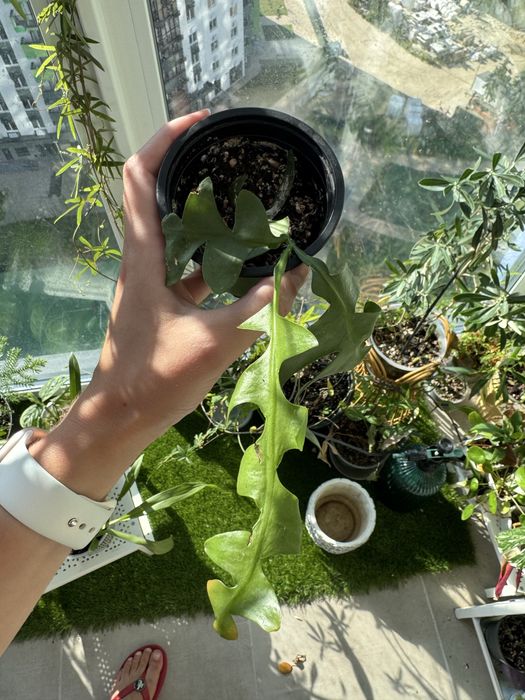 Рослини (епіфілум)