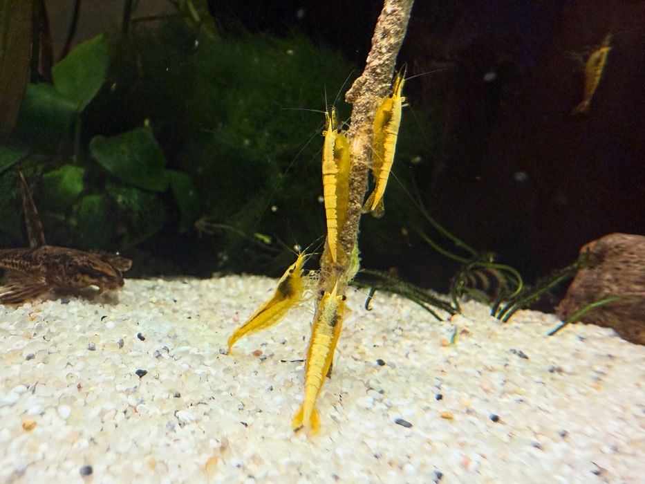 Krewetki żółte Neocaridina YELLOW NEON