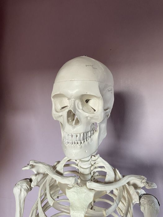 Szkielet człowieka model anatomiczny