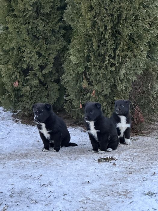 Щенки Східноєвропейської  вівчарки ВЕО