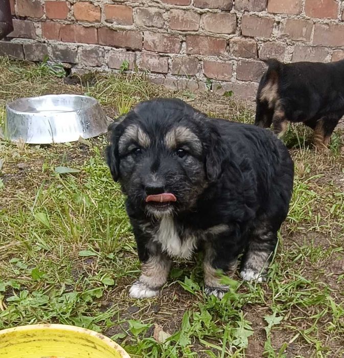 Oddam szczeniaki w dobre ręce