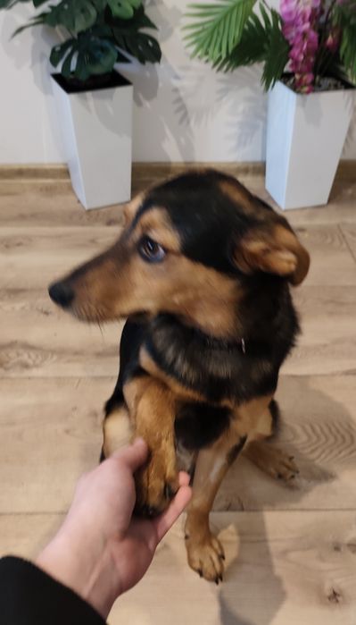 Słodki Tofik prosi o dom