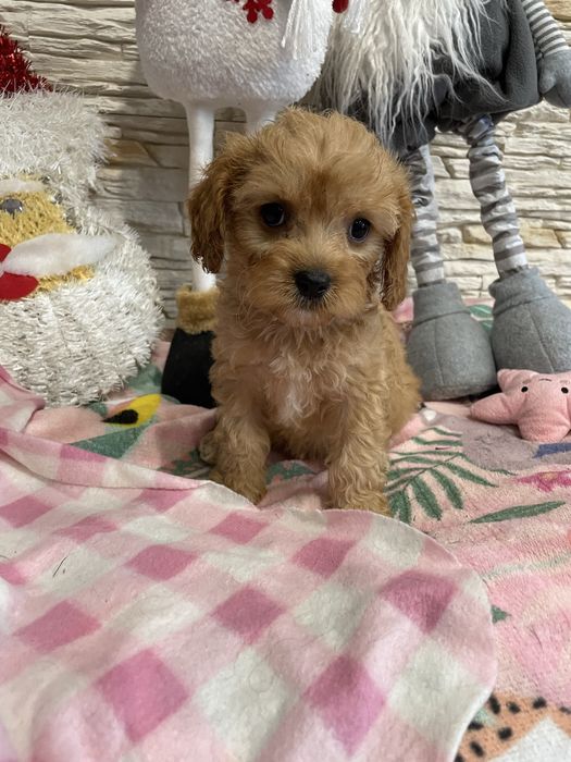 Samczyk cavapoo pudel cavalier