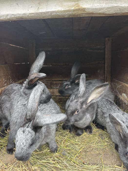 Продам Кролі Полтавське срібло та панон