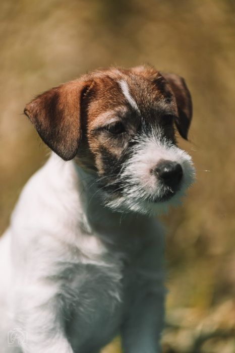 Джек Расел Тер'єр-цуценяна у відповідальні руки!