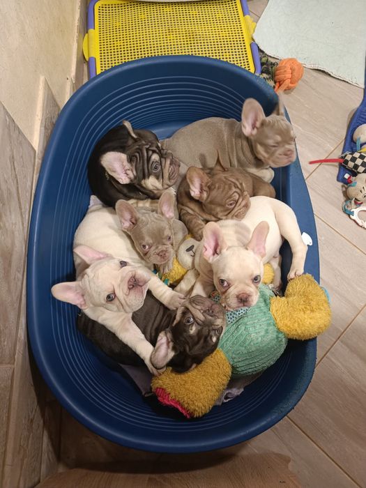 Хто хоче цуценя французький бульдог