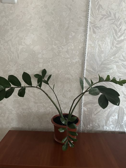 Продам вазон заміокулькас.