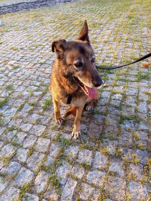 Cadelinha de porte grande para adopção