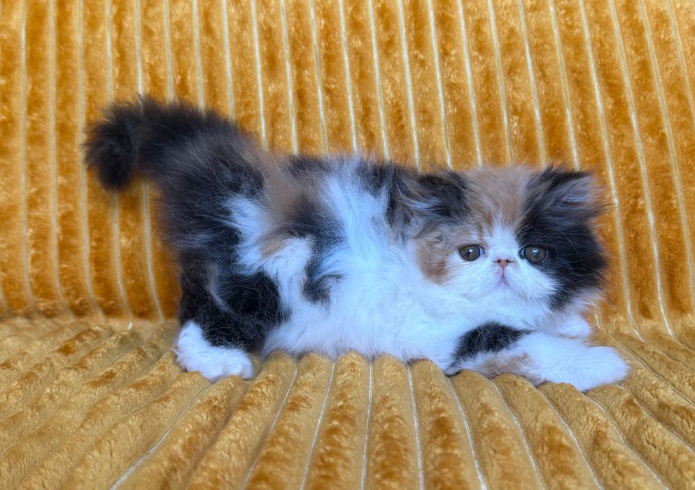 Gatinha Persa Amorosa