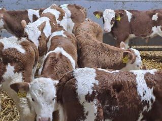 Sprzedam cielaki mięsne byczki jałóweczki