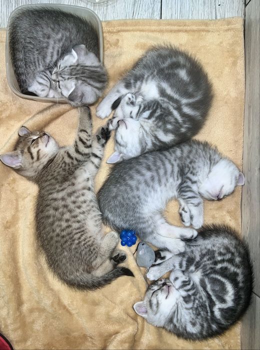 Шотландські кошенята