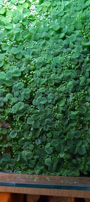 Rzęsa i mech do akwarium.