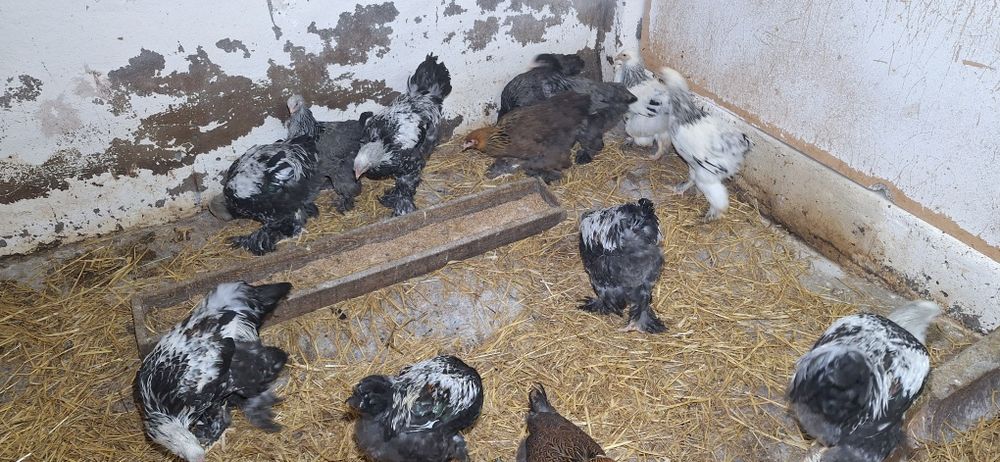 Brahma olbrzymia  koguty