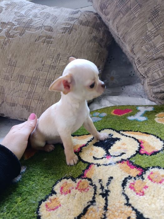 Мини мальчик чихуахуа