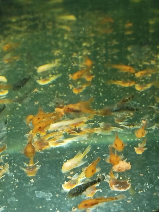 Glonojad zbrojnik  Super Red