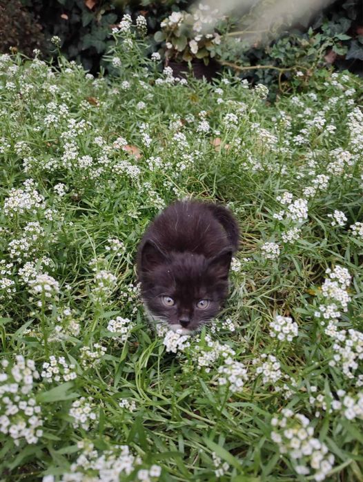 Котик шукає люблячу  родину