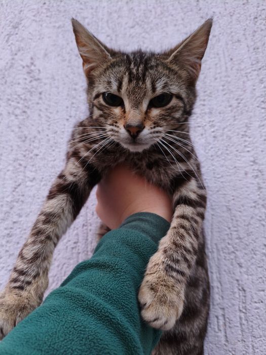 Віддам котів в добрі руки м.Нікополь