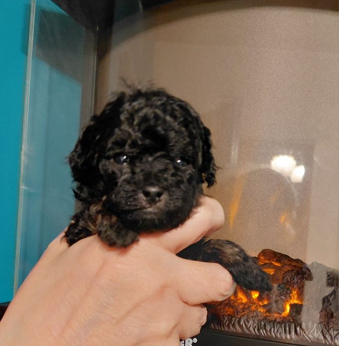 Pudel toy - suczka phantom